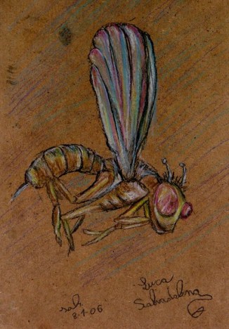 Libellula (8 Gennaio 2006)